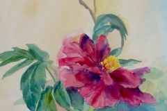 peony